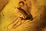 Fossil Crane Fly (Limoniidae) and Diptera In Baltic Amber #87234-1